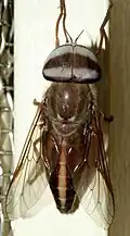 ذباب تَبَنِس مِلَنُسِرُس (Tabanus melanocerus) الهند