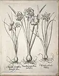 Narcissi, هورتوس إيستينيس(Hortus Eystettensis) 1613