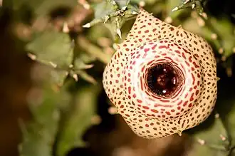 ربض أرقط