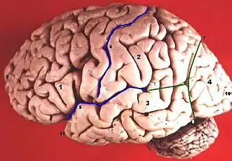 Lateral surface of left cerebral hemisphere. Central sulcus is numbered as "6".
