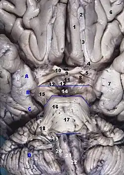 منظر أمامي لجذع الدماغ.