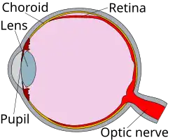 Diagram of an eye, in cross-section.