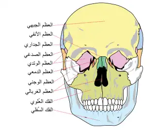 عظام الوجه.