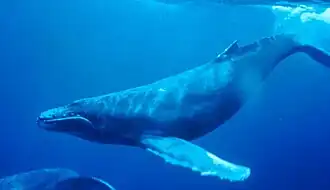 جمل البحر بالخليج