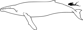 حجم الحوت السنامي