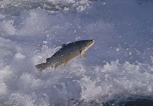 التفريخ Hundertrout