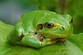 Hyla japonica، ضفدع الشجر الياباني