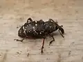 هيلوبيوس (كاليروس) بيناستري (Hylobius (Callirus) pinastri)