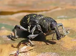 هيلوبيوس أبيتس (Hylobius abietis)