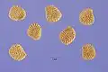 Henbane seeds