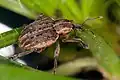 هيبيرا زويلس (Hypera zoilus)