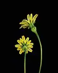 Two Hypochaeris radicata yellow flowers on a black background