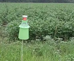 Integrated pest management bollworm trap at a cotton field in مانينغ (كارولاينا الجنوبية)