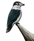 Iberomesornis romerali