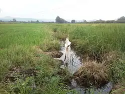Marshes with the remains of pile-dwellings near Ig