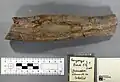 عظمة بُنيَّة طويلة