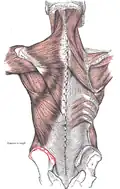 Muscles connecting the upper extremity to the vertebral column. Left iliac crest is labeled in red.