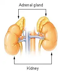 الغدة الكظرية