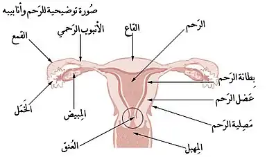 رحم وقناتي فالوب.