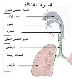 ممرات الهواء واتصالها جميعا بتجويف الأنف