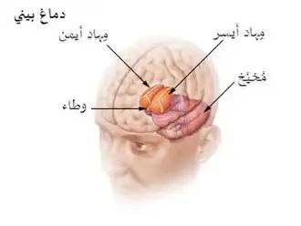 الدماغ البيني