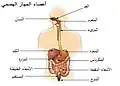 أعضاء الجهاز الهضمي.
