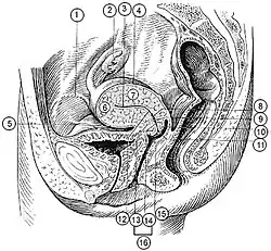 :# الرباط المستدير
:# المبيض
:# تجويف الرحم
:# Intestinal surface of Uterus
:# Versical surface (toward bladder)
:# قاع الرحم
:# جسم الرحم
:# الطيات الخوصية لقناة عنق الرحم
:# قناة عنق الرحم
:# الشفة الخلفية
:# الفوهة الظاهرة للرحم
:# برزخ الرحم
:# جزء من عنق الرحم فوق المهبل
:# الجزء المهبلي من عنق الرحم
:# الشفة الأمامية
:# عنق الرحم