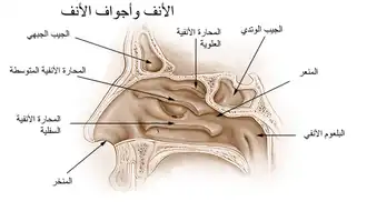 الأنف وأجوافه