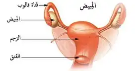 المبيض