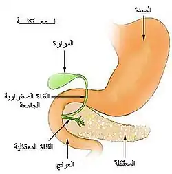 مناطق البنكرياس