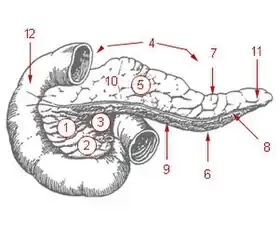 1: رأس البنكرياس2: زائدة كلابية (معقوفة كالشص) بنكرياسية 3: ثلم بنكرياسي4: جسم البنكرياس5: السطح الأمامي للبنكرياس6: السطح السفلي للبنكرياس7: الحافة العلوية للبنكرياس8: الحافة الأمامية للبنكرياس9: الحافة السفلية للبنكرياس10: درنة غشاء الأمعاء الشحمي للبنكرياس (الحدبة الغشائية الأمعائية الشحمية للبنكرياس)11: ذيل البنكرياس12: اثنا عشري