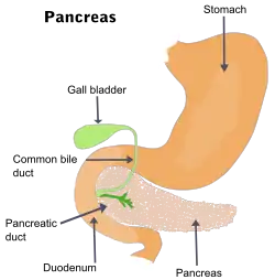 The بنكرياس and surrounding organs