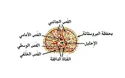 قنوات البروستات