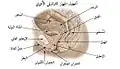 أعضاء الجهاز التناسلي الأنثوي