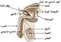 الجهاز التناسلي الذكري.