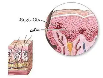 خلية ميلانينية