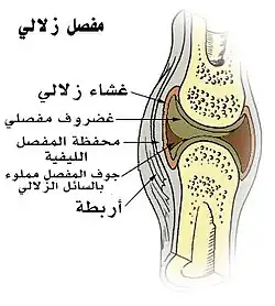 مفصل زلالي