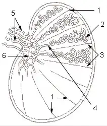 1: Testicular septa2: نبيبات ناقلة للمني3: Testicular lobules4: Straight seminiferous tubules5: قنوات صادرة6: Rete testis