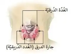 الغدة الدرقية وجارات الدرقية كما تظهر من خلف العنق