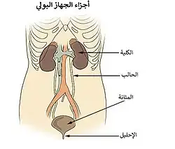الجهاز البولي