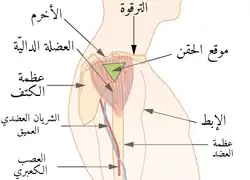 موقع الحقن في الدالية