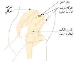 موقع الحقن في الأولوية البطنية