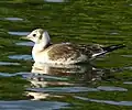Juvenile plumage Black-headed Gull