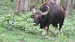الغور أو البيسون الهندي.