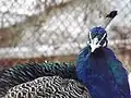 طاووس هندي داخل حديقة حيوان الفيوم