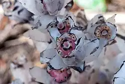 Montropa uniflora جزء الزهرة.
