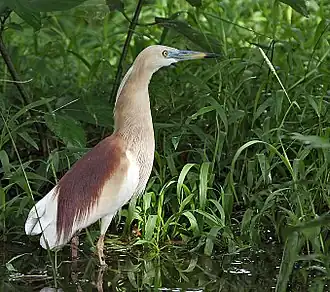 Breeding plumage in (كولكاتا، الهند)