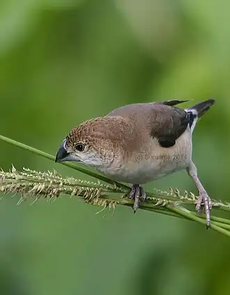 في راجاهات، البنغال الغربي، الهند