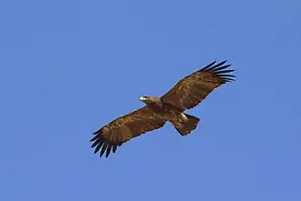 عقاب مرقط هندي