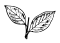 Two Leaves
